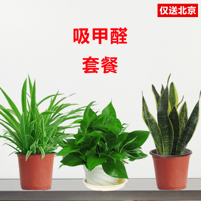 北京望京花卉租擺都有哪些植物租賃價(jià)格怎么樣？