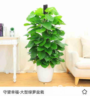 什么是綠植租擺養(yǎng)護(hù)