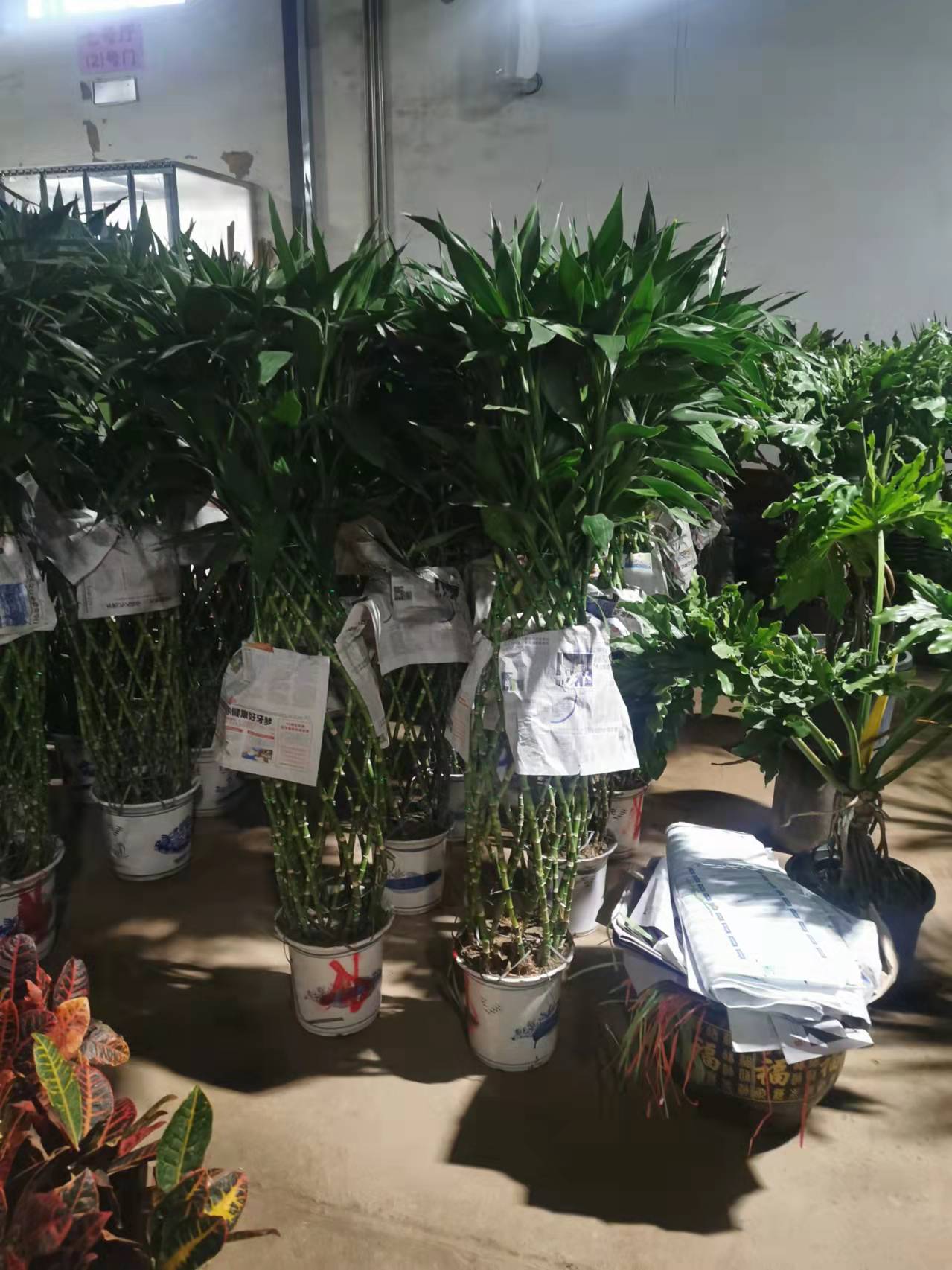 北京寫(xiě)字樓綠植租賃  辦公室綠植租賃 大廈物業(yè)綠植租賃