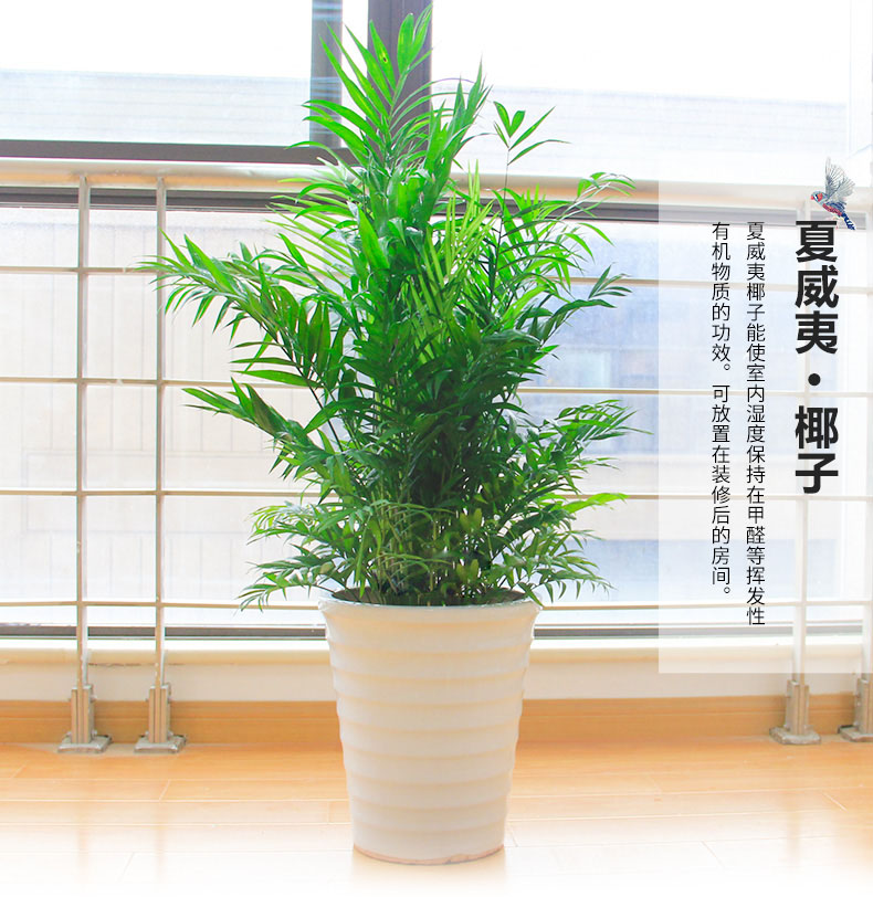 綠色植物鳳尾竹的報價鳳尾竹盆栽葉枯怎么辦？