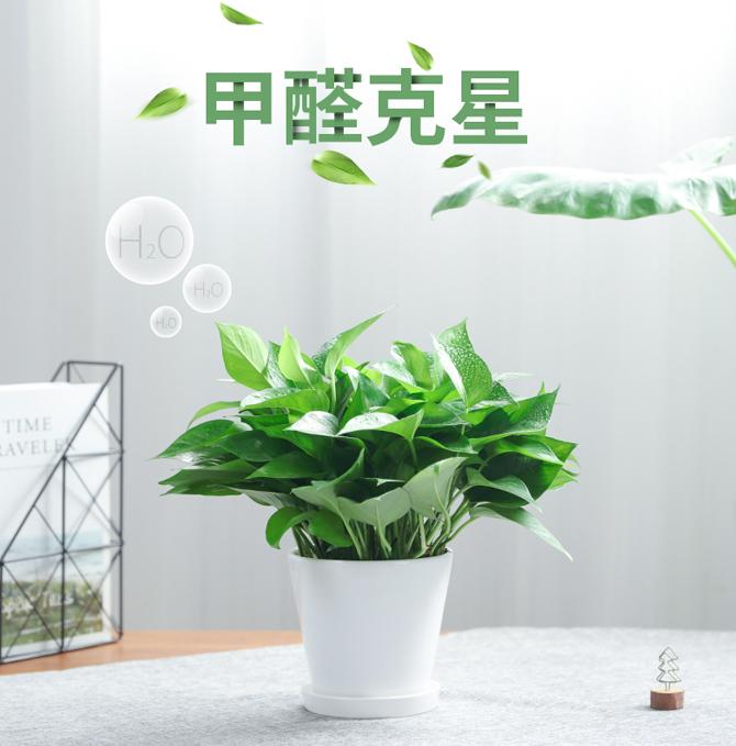 適合擺在家里的常綠植物