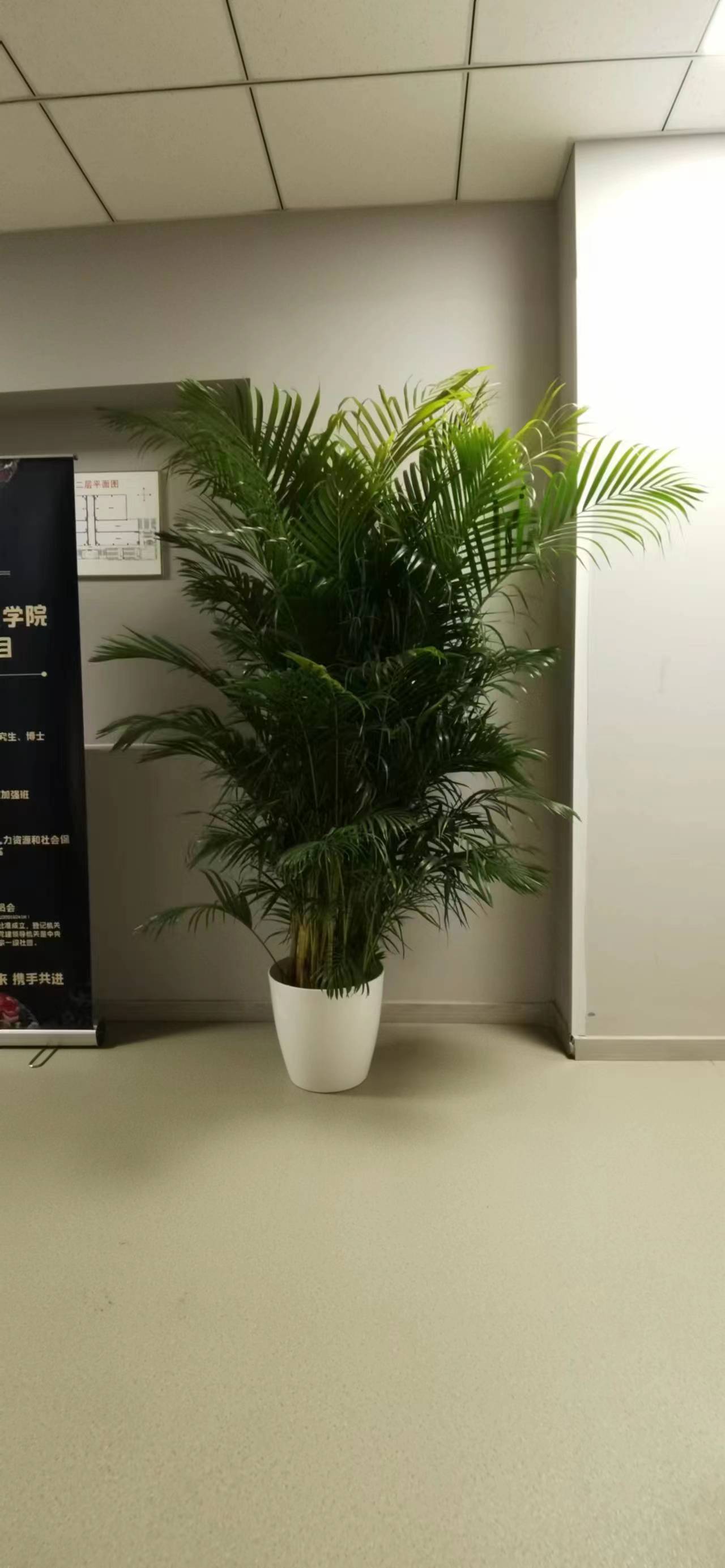 北京綠植租擺公司-虎皮蘭的養(yǎng)護知識