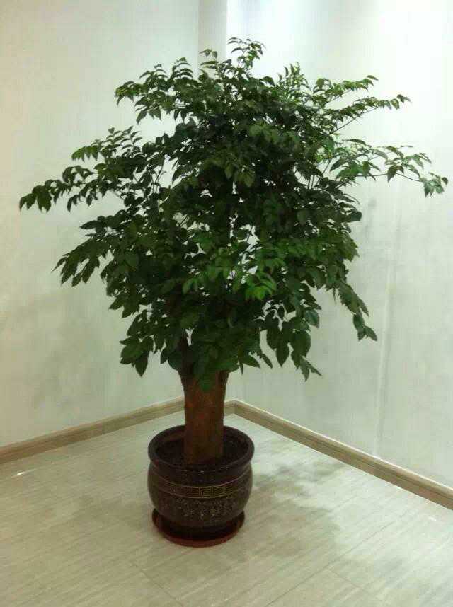 北京綠植租擺方案的特點